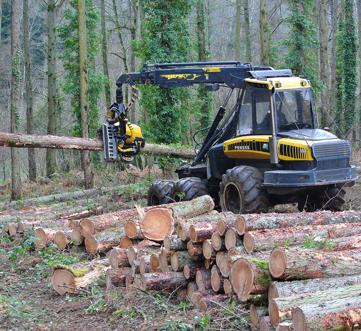 exploitation forestière en Haute-Vienne (87)